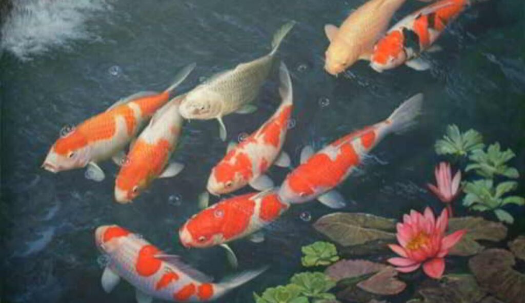mơ thấy cá đánh con gì B52
