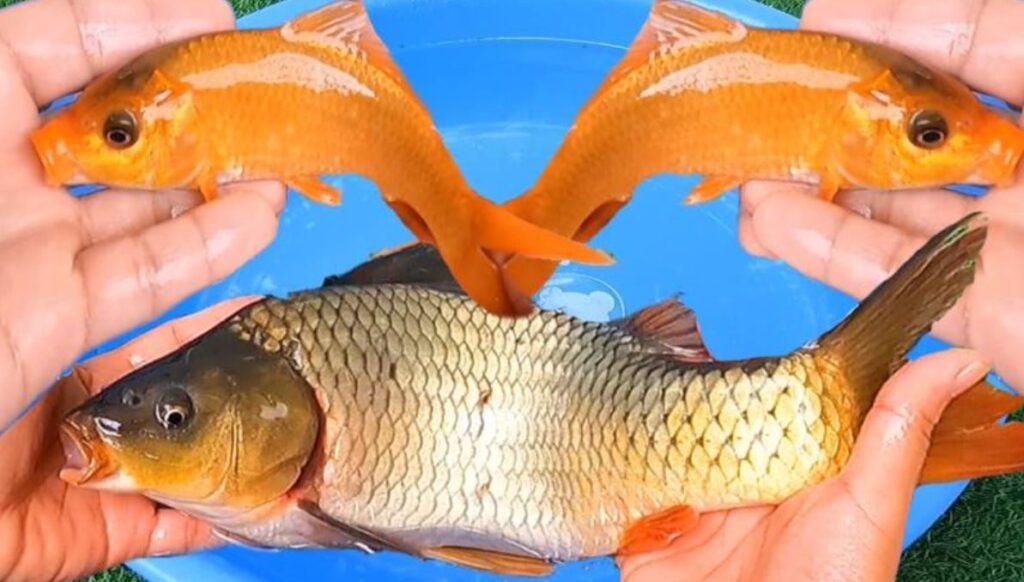 mơ thấy cá có ý nghĩa gì